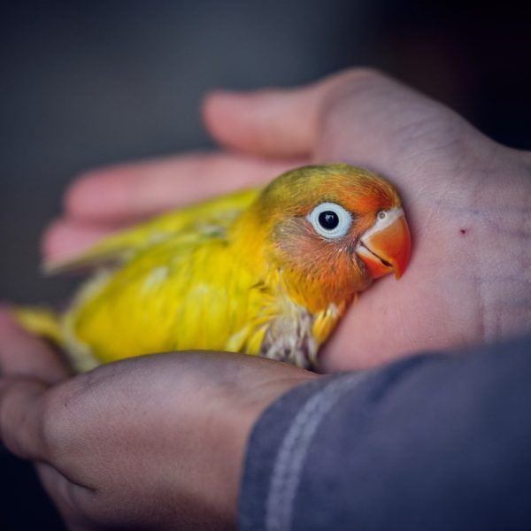 From above of closeup of crop person holding in hands cute little chick of lovebird with vivid yellow plumage and orange beak