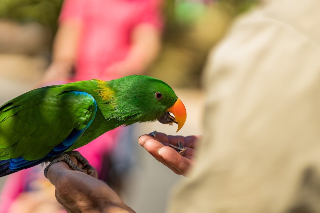 A green parrot being fed by it's keeper